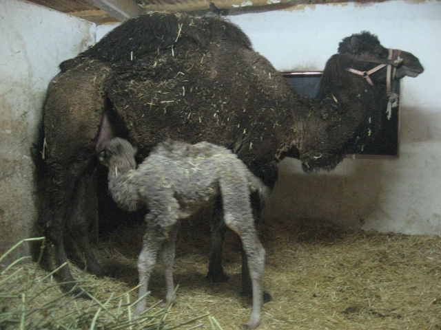 nuestros camellos